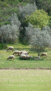 Pilgerwanderung 2011 - Paula Holzer